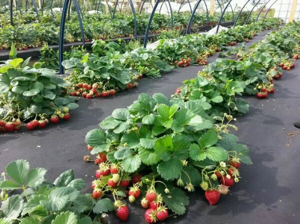 Spunbond is a fantastic material